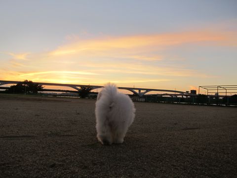 ビションフリーゼフントヒュッテ東京子犬こいぬかわいいビションフリーゼブリーダーかわいいビションフリーゼのいるお店文京区本駒込hundehutte仔犬ビション428.jpg