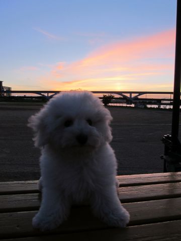 ビションフリーゼフントヒュッテ東京子犬こいぬかわいいビションフリーゼブリーダーかわいいビションフリーゼのいるお店文京区本駒込hundehutte仔犬ビション432.jpg