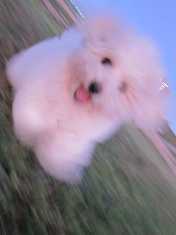 ビションフリーゼフントヒュッテ東京子犬こいぬかわいいビションフリーゼブリーダーかわいいビションフリーゼのいるお店文京区本駒込hundehutte仔犬ビション437.jpg