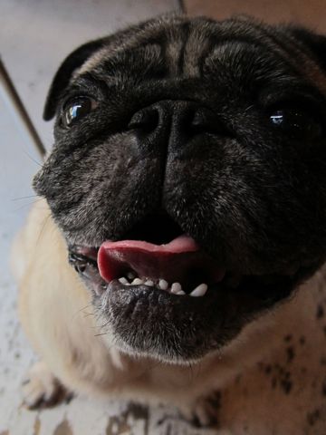 ビションフリーゼフントヒュッテ東京子犬こいぬかわいいビションフリーゼブリーダーかわいいビションフリーゼのいるお店文京区本駒込hundehutte仔犬ビション460.jpg
