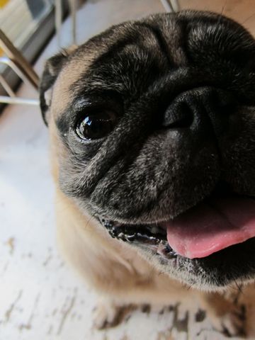 ビションフリーゼフントヒュッテ東京子犬こいぬかわいいビションフリーゼブリーダーかわいいビションフリーゼのいるお店文京区本駒込hundehutte仔犬ビション461.jpg
