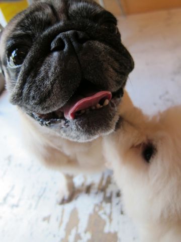 ビションフリーゼフントヒュッテ東京子犬こいぬかわいいビションフリーゼブリーダーかわいいビションフリーゼのいるお店文京区本駒込hundehutte仔犬ビション462.jpg