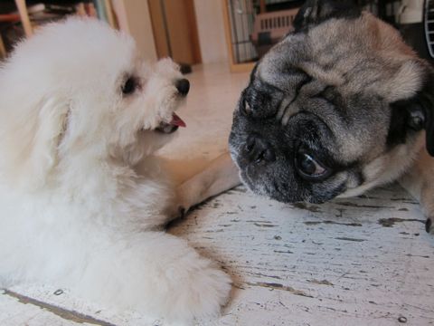 ビションフリーゼフントヒュッテ東京子犬こいぬかわいいビションフリーゼブリーダーかわいいビションフリーゼのいるお店文京区本駒込hundehutte仔犬ビション477.jpg