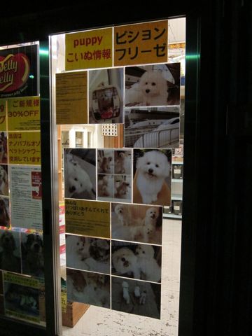 ビションフリーゼフントヒュッテ東京子犬こいぬかわいいビションフリーゼブリーダーかわいいビションフリーゼのいるお店文京区本駒込hundehutte仔犬ビションj.jpg