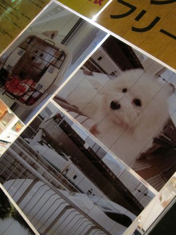 ビションフリーゼフントヒュッテ東京子犬こいぬかわいいビションフリーゼブリーダーかわいいビションフリーゼのいるお店文京区本駒込hundehutte仔犬ビションk.jpg