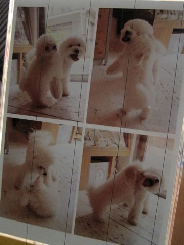 ビションフリーゼフントヒュッテ東京子犬こいぬかわいいビションフリーゼブリーダーかわいいビションフリーゼのいるお店文京区本駒込hundehutte仔犬ビションo.jpg