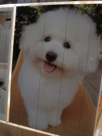 ビションフリーゼフントヒュッテ東京子犬こいぬかわいいビションフリーゼブリーダーかわいいビションフリーゼのいるお店文京区本駒込hundehutte仔犬ビションq.jpg