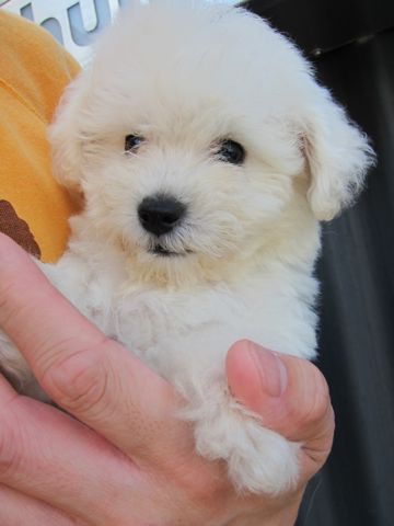 ビションフリーゼフントヒュッテ東京関東ビションフリーゼ子犬情報こいぬかわいいかわいいビションフリーゼのいるお店文京区本駒込hundehutte仔犬ビションフリーゼ1.jpg
