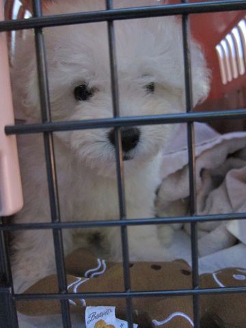 ビションフリーゼフントヒュッテ東京関東ビションフリーゼ子犬情報こいぬかわいいかわいいビションフリーゼのいるお店文京区本駒込hundehutte仔犬ビションフリーゼ2.jpg