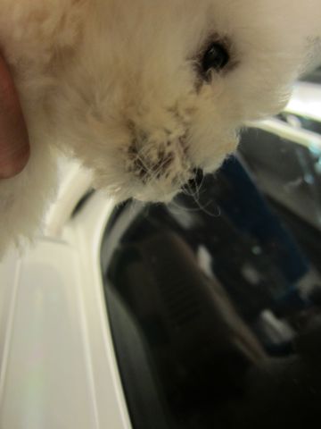 ビションフリーゼフントヒュッテ東京関東ビションフリーゼ子犬情報こいぬかわいいかわいいビションフリーゼのいるお店文京区本駒込hundehutte仔犬ビションフリーゼ5.jpg