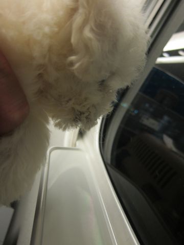 ビションフリーゼフントヒュッテ東京関東ビションフリーゼ子犬情報こいぬかわいいかわいいビションフリーゼのいるお店文京区本駒込hundehutte仔犬ビションフリーゼ6.jpg
