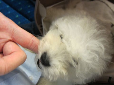 ビションフリーゼフントヒュッテ東京関東ビションフリーゼ子犬情報こいぬかわいいかわいいビションフリーゼのいるお店文京区本駒込hundehutte仔犬ビションフリーゼ7.jpg