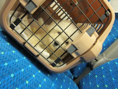 ビションフリーゼフントヒュッテ東京関東ビションフリーゼ子犬情報こいぬかわいいかわいいビションフリーゼのいるお店文京区本駒込hundehutte仔犬ビションフリーゼ9.jpg