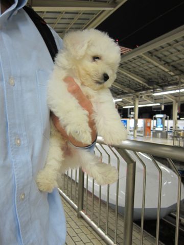 ビションフリーゼフントヒュッテ東京関東ビションフリーゼ子犬情報こいぬかわいいかわいいビションフリーゼのいるお店文京区本駒込hundehutte仔犬ビションフリーゼ10.jpg