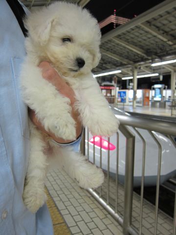 ビションフリーゼフントヒュッテ東京関東ビションフリーゼ子犬情報こいぬかわいいかわいいビションフリーゼのいるお店文京区本駒込hundehutte仔犬ビションフリーゼ11.jpg