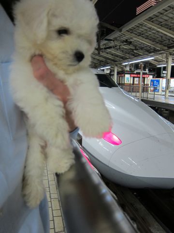 ビションフリーゼフントヒュッテ東京関東ビションフリーゼ子犬情報こいぬかわいいかわいいビションフリーゼのいるお店文京区本駒込hundehutte仔犬ビションフリーゼ12.jpg