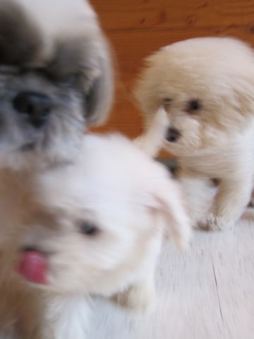 ビションフリーゼフントヒュッテ東京関東ビションフリーゼ子犬情報こいぬかわいいかわいいビションフリーゼのいるお店文京区本駒込hundehutte仔犬ビションフリーゼ24.jpg