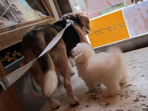 ビションフリーゼフントヒュッテ東京関東ビションフリーゼ子犬情報こいぬかわいいかわいいビションフリーゼのいるお店文京区本駒込hundehutte仔犬ビションフリーゼ29.jpg