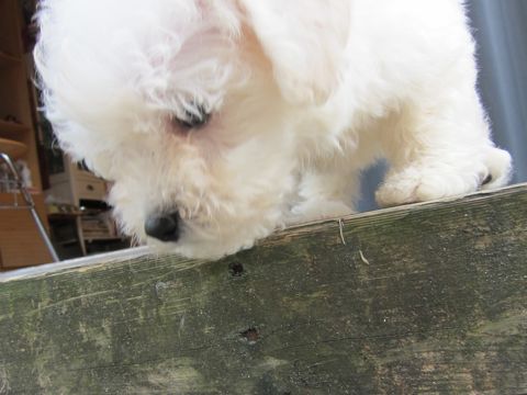ビションフリーゼフントヒュッテ東京関東ビションフリーゼ子犬情報こいぬかわいいかわいいビションフリーゼのいるお店文京区本駒込hundehutte仔犬ビションフリーゼ42.jpg