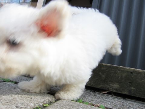ビションフリーゼフントヒュッテ東京関東ビションフリーゼ子犬情報こいぬかわいいかわいいビションフリーゼのいるお店文京区本駒込hundehutte仔犬ビションフリーゼ43.jpg