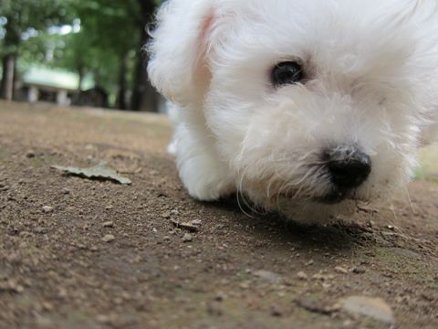 ビションフリーゼフントヒュッテ東京関東ビションフリーゼ子犬情報こいぬかわいいかわいいビションフリーゼのいるお店文京区本駒込hundehutte仔犬ビションフリーゼ53.jpg