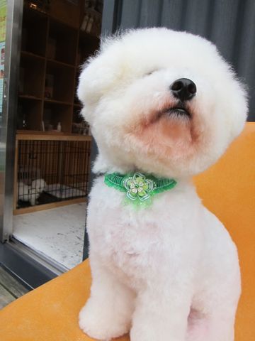 ビションフリーゼフントヒュッテ東京関東ビションフリーゼ子犬情報こいぬかわいいかわいいビションフリーゼのいるお店文京区本駒込hundehutte仔犬ビションフリーゼ57.jpg