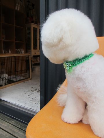 ビションフリーゼフントヒュッテ東京関東ビションフリーゼ子犬情報こいぬかわいいかわいいビションフリーゼのいるお店文京区本駒込hundehutte仔犬ビションフリーゼ58.jpg