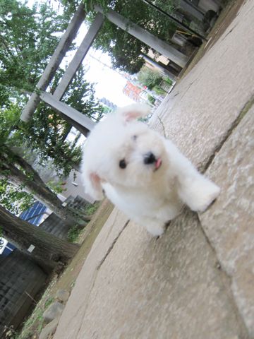 ビションフリーゼフントヒュッテ東京関東ビションフリーゼ子犬情報こいぬかわいいかわいいビションフリーゼのいるお店文京区本駒込hundehutte仔犬ビションフリーゼ60.jpg