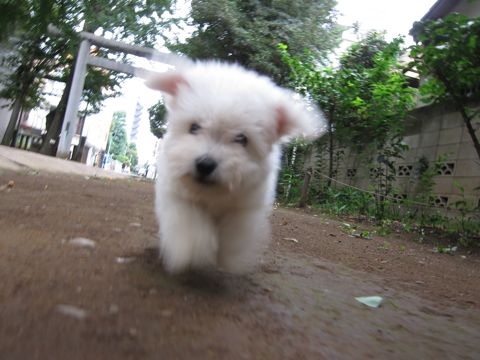 ビションフリーゼフントヒュッテ東京関東ビションフリーゼ子犬情報こいぬかわいいかわいいビションフリーゼのいるお店文京区本駒込hundehutte仔犬ビションフリーゼ63.jpg