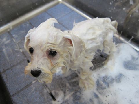 ビションフリーゼフントヒュッテ東京関東ビションフリーゼ子犬情報こいぬかわいいかわいいビションフリーゼのいるお店文京区本駒込hundehutte仔犬ビションフリーゼ66.jpg