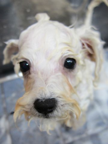 ビションフリーゼフントヒュッテ東京関東ビションフリーゼ子犬情報こいぬかわいいかわいいビションフリーゼのいるお店文京区本駒込hundehutte仔犬ビションフリーゼ68.jpg