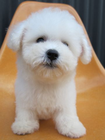 ビションフリーゼフントヒュッテ東京関東ビションフリーゼ子犬情報こいぬかわいいかわいいビションフリーゼのいるお店文京区本駒込hundehutte仔犬ビションフリーゼ72.jpg