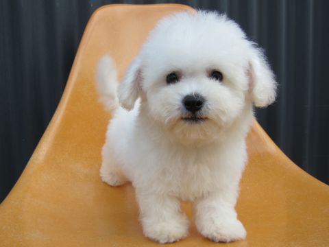 ビションフリーゼフントヒュッテ東京関東ビションフリーゼ子犬情報こいぬかわいいかわいいビションフリーゼのいるお店文京区本駒込hundehutte仔犬ビションフリーゼ73.jpg