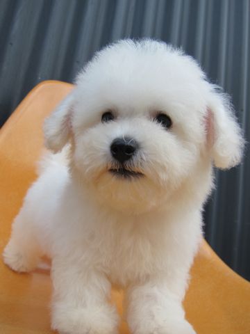 ビションフリーゼフントヒュッテ東京関東ビションフリーゼ子犬情報こいぬかわいいかわいいビションフリーゼのいるお店文京区本駒込hundehutte仔犬ビションフリーゼ74.jpg
