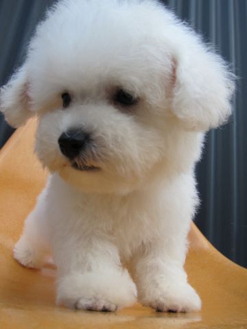 ビションフリーゼフントヒュッテ東京関東ビションフリーゼ子犬情報こいぬかわいいかわいいビションフリーゼのいるお店文京区本駒込hundehutte仔犬ビションフリーゼ75.jpg