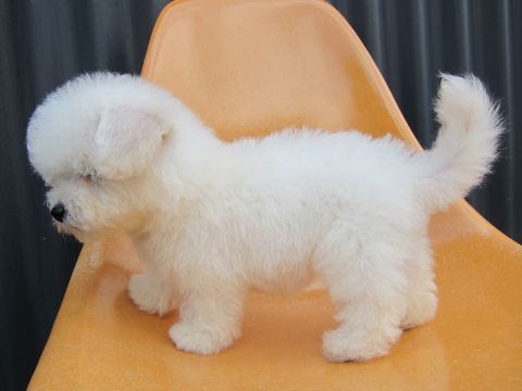 ビションフリーゼフントヒュッテ東京関東ビションフリーゼ子犬情報こいぬかわいいかわいいビションフリーゼのいるお店文京区本駒込hundehutte仔犬ビションフリーゼ76.jpg
