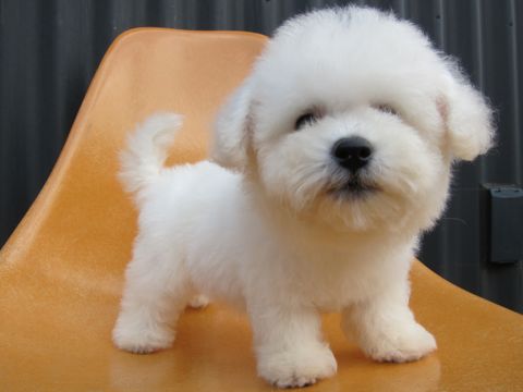 ビションフリーゼフントヒュッテ東京関東ビションフリーゼ子犬情報こいぬかわいいかわいいビションフリーゼのいるお店文京区本駒込hundehutte仔犬ビションフリーゼ77.jpg