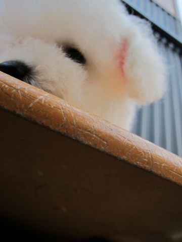 ビションフリーゼフントヒュッテ東京関東ビションフリーゼ子犬情報こいぬかわいいかわいいビションフリーゼのいるお店文京区本駒込hundehutte仔犬ビションフリーゼ78.jpg