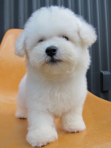 ビションフリーゼフントヒュッテ東京関東ビションフリーゼ子犬情報こいぬかわいいかわいいビションフリーゼのいるお店文京区本駒込hundehutte仔犬ビションフリーゼ79.jpg