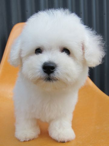 ビションフリーゼフントヒュッテ東京関東ビションフリーゼ子犬情報こいぬかわいいかわいいビションフリーゼのいるお店文京区本駒込hundehutte仔犬ビションフリーゼ82.jpg