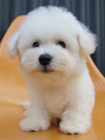 ビションフリーゼフントヒュッテ東京関東ビションフリーゼ子犬情報こいぬかわいいかわいいビションフリーゼのいるお店文京区本駒込hundehutte仔犬ビションフリーゼ84.jpg