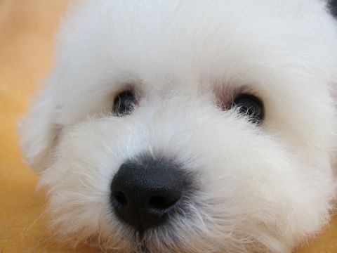 ビションフリーゼフントヒュッテ東京関東ビションフリーゼ子犬情報こいぬかわいいかわいいビションフリーゼのいるお店文京区本駒込hundehutte仔犬ビションフリーゼ89.jpg