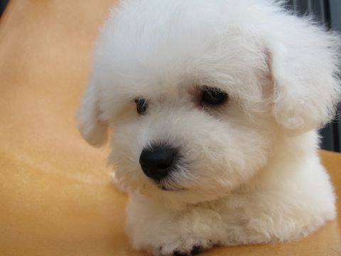 ビションフリーゼフントヒュッテ東京関東ビションフリーゼ子犬情報こいぬかわいいかわいいビションフリーゼのいるお店文京区本駒込hundehutte仔犬ビションフリーゼ90.jpg