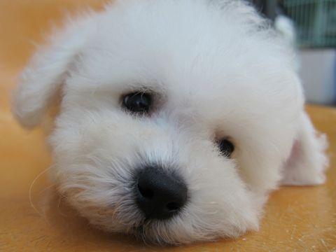 ビションフリーゼフントヒュッテ東京関東ビションフリーゼ子犬情報こいぬかわいいかわいいビションフリーゼのいるお店文京区本駒込hundehutte仔犬ビションフリーゼ91.jpg