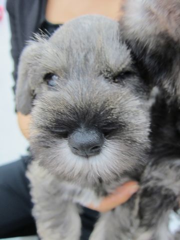 ミニチュア・シュナウザーこいぬ子犬仔犬ミニチュアシュナウザー子犬仔犬こいぬ東京フントヒュッテシュナウザーの子犬文京区本駒込hundehutteソルトアンドペッパーシュナ3.jpg