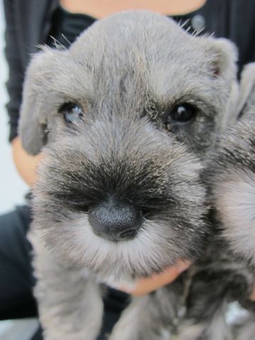 ミニチュア・シュナウザーこいぬ子犬仔犬ミニチュアシュナウザー子犬仔犬こいぬ東京フントヒュッテシュナウザーの子犬文京区本駒込hundehutteソルトアンドペッパーシュナ4.jpg