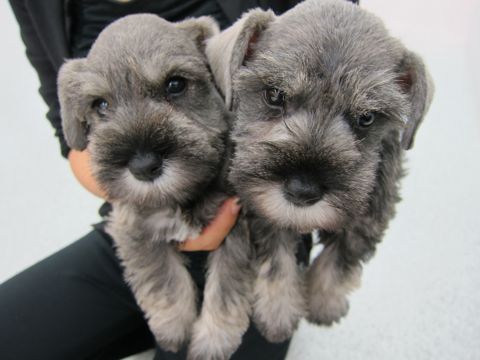 ミニチュア・シュナウザーこいぬ子犬仔犬ミニチュアシュナウザー子犬仔犬こいぬ東京フントヒュッテシュナウザーの子犬文京区本駒込hundehutteソルトアンドペッパーシュナ5.jpg