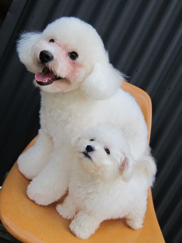 ビションフリーゼフントヒュッテ東京関東ビションフリーゼ子犬情報こいぬかわいいかわいいビションフリーゼのいるお店文京区本駒込hundehutte仔犬ビションフリーゼ100.jpg