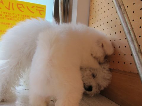 ビションフリーゼフントヒュッテ東京関東ビションフリーゼ子犬情報こいぬかわいいかわいいビションフリーゼのいるお店文京区本駒込hundehutte仔犬ビションフリーゼ110.jpg