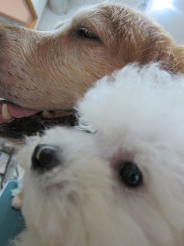ビションフリーゼフントヒュッテ東京関東ビションフリーゼ子犬情報こいぬかわいいかわいいビションフリーゼのいるお店文京区本駒込hundehutte仔犬ビションフリーゼ116.jpg